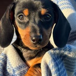 Tucker - Black and tan male Dachshund puppy in Afton, Oklahoma from C5 Doodles