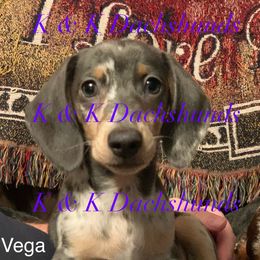 Vega - Dachshund