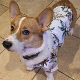 Pembroke Welsh Corgis from Feathers & Ferals Farm