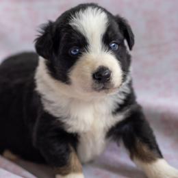 Australian Shepherd Puppies from Towkach Mini Ranch