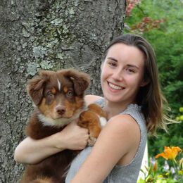 Australian Shepherds from Silver Linings Australian Shepherds