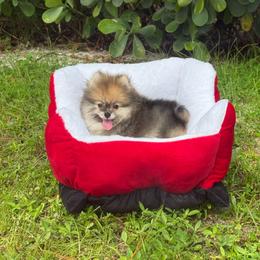 Chanel  3000 - Blue merle female Pomeranian puppy in Naples, Florida from 🤎 Dreaming Puppies 🐶