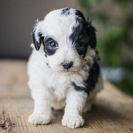 Stanley - Black male Labradoodle puppy in Crete, Nebraska from Doodles & Co