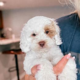 Chip - Buff and white male Cockapoo puppy in Altamonte Springs, Florida from The Perks of Pups