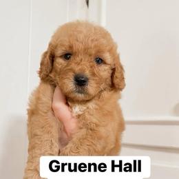 Gruene Hall (Lone Star State litter) - Red  male Goldendoodle puppy in Hopkins County, Texas from Boutique Doodles