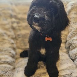 Idaho - Black and white Sheepadoodle puppy in Egg Harbor City, New Jersey from Doodles by Starlight