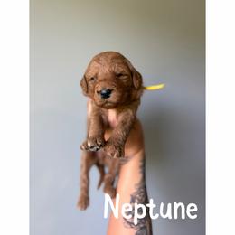 Neptune - Red  male Goldendoodle puppy in Smithfield, Kentucky from KBK9 Kennels