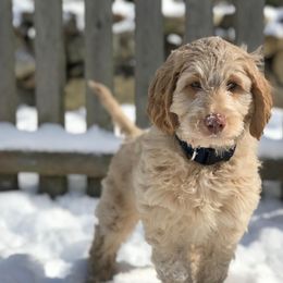 Australian Labradoodles from Forest Hill Labradoodles