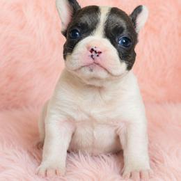 Speckles - Black and white female French Bulldog puppy in Maplewood, New Jersey from Poos&Bulls Keepsake