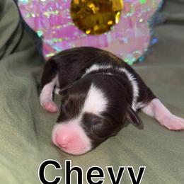 Chevy - Red tri female Toy Australian Shepherd puppy in Medical Lake, Washington from MAS Gone Rogue
