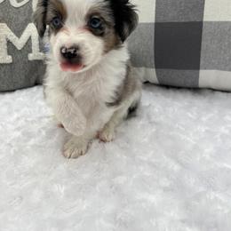 Miniature Australian Shepherd Puppies from B my Sunshines Mini Aussies