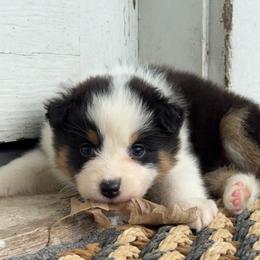 Haven - Black tri-color female Australian Shepherd puppy in Kearney, Nebraska from Helix Aussies