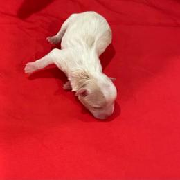 Girl 1 - Tri-color female Coton de Tulear puppy in Pflugerville, Texas from Beethoven’s Cotons