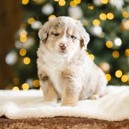 Jim - Red merle male Miniature Australian Shepherd puppy in Pocatello, Idaho from R Heart Mini Aussies