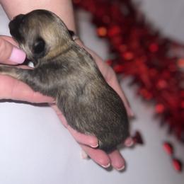Chihuahua Puppies from Dog Bones N Harmony