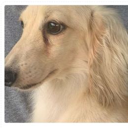 CHIP - Dachshund
