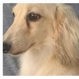 CHIP - Dachshund