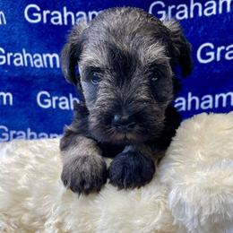 AKC- Lavender Collar - Salt and pepper female Miniature Schnauzer puppy in Comer, Georgia from Water Oak Farm