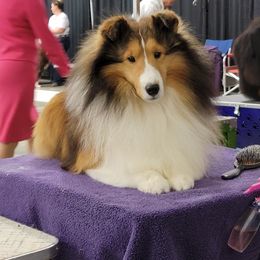 Nintndo or Ninnie - Shetland Sheepdog