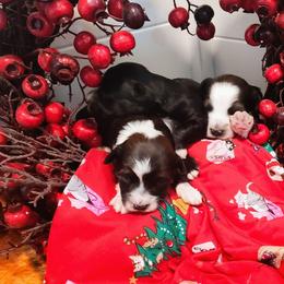 Trixie Belle - Black and white male Tibetan Terrier puppy in Virginia from Tripitaka