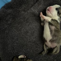 Bulldog puppies from Lyrics Bulldogs Kennel