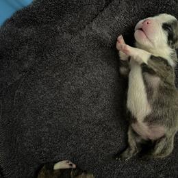 Bulldog puppies from Lyrics Bulldogs Kennel
