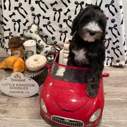 Bean - Black and chalk male Australian Labradoodle puppy in Orange, California from Little Kingdom Doodles