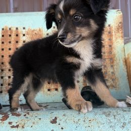 Thai - Black tri male Toy Australian Shepherd puppy in Licking, Missouri from Burnett Aussies