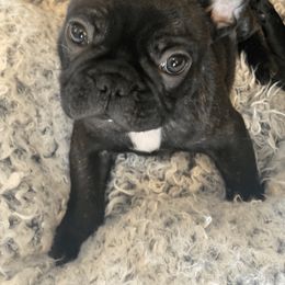 French Bulldog Puppies from Smileys French bulldogs