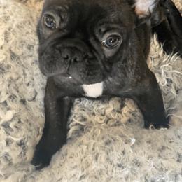 French Bulldog Puppies from Smileys French bulldogs