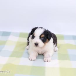 Cheers - Black tri-color female Australian Shepherd puppy in Lakewood, California from Cloud Nine Kennel