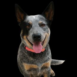 Belle - Australian Cattle Dog
