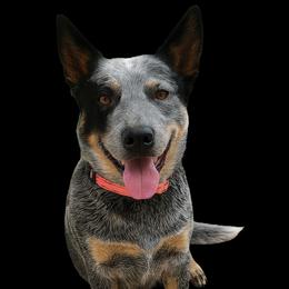 Belle - Australian Cattle Dog