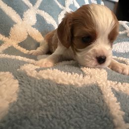 Cavalier King Charles Spaniel Puppies from Dawson’s Creek Breeding