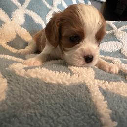Cavalier King Charles Spaniel Puppies from Dawson’s Creek Breeding