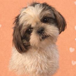 Valerie - Shih Tzu