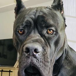 Cane Corso Puppies from Far From Average Kennels