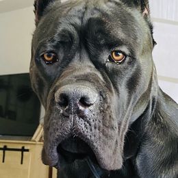 Cane Corso Puppies from Far From Average Kennels