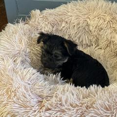 Boerboel, Shorkie, and Toy Australian Shepherd Puppies from SATA Kennels