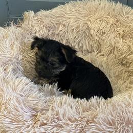 Boerboel, Shorkie, and Toy Australian Shepherd Puppies from SATA Kennels