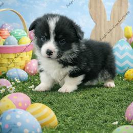 Fritz - Black and tan male Pembroke Welsh Corgi puppy in Charleroi, Pennsylvania from Twilight Hollow Corgis