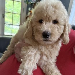 Hannah - Apricot female Goldendoodle puppy in Springfield, Pennsylvania from Lesher Goodwin Goldendoodles