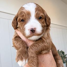 Maple - Red  female Goldendoodle puppy in Gilbert, Arizona from Doodle Bliss