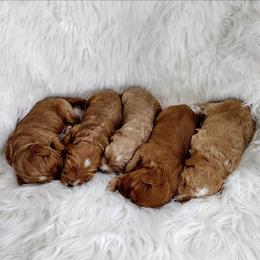 Boy 2 - Apricot male Australian Labradoodle puppy in Harrisonburg, Virginia from Crown Doodles