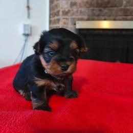 Mr. Black - Black and gold male Yorkshire Terrier puppy in Woodway, Texas from The Yorkie Empire