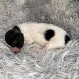 Leopoldo - White and black male Papillon puppy in Howe, Oklahoma from Southern Sweet Papillons