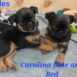 Brussels Griffon Puppies from Little Griffons