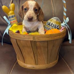 AKC 'Buffalo Bill Cody' - Red male Dachshund puppy in Joshua Tree, California from Desert Dreams Ranch