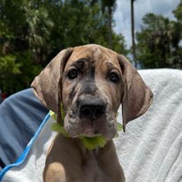 Alfred - Merle male Great Dane puppy in Naples, Florida from Above The Salt Danes