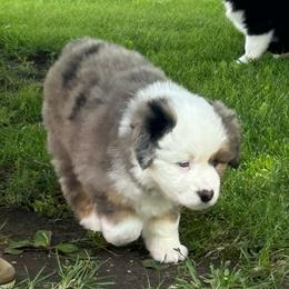 Girl 3 Honor - Blue merle female Miniature Australian Shepherd puppy in Bristow, Iowa from Pine Ridge Toy and Mini Aussies